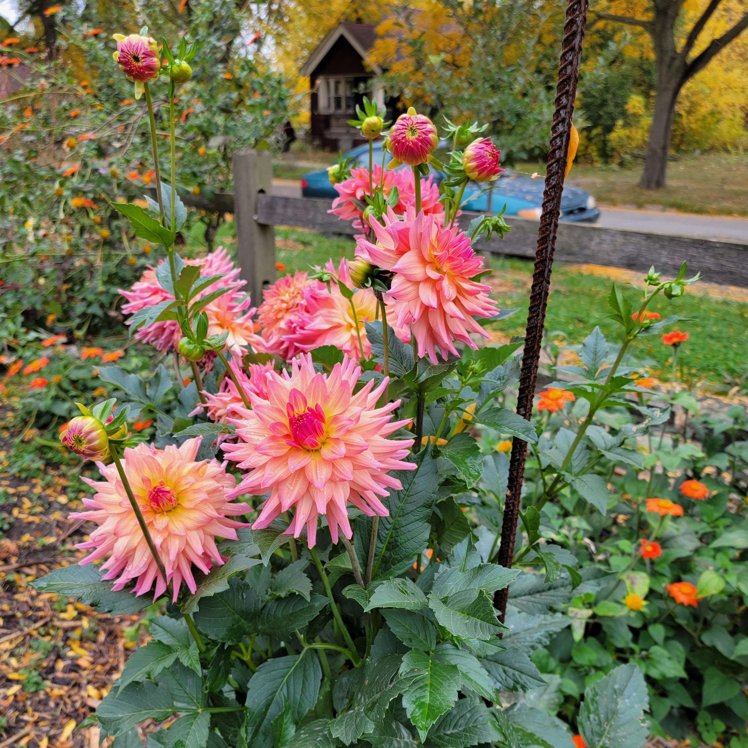 Just Peachy #95 — Detroit Abloom